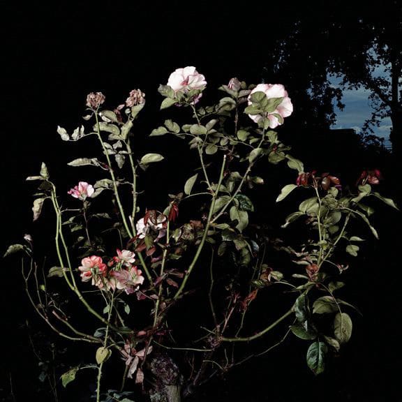 Sarah Jones, The Rose Gardens (display: II) (I), 2007