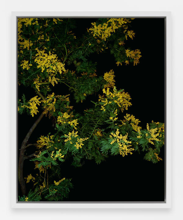 Sarah Jones Mimosa (Actor) (II), 2021