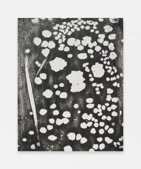 Jochen Lempert Honeyguides, 2013