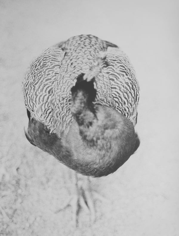 Jochen Lempert Pfau III, 2025