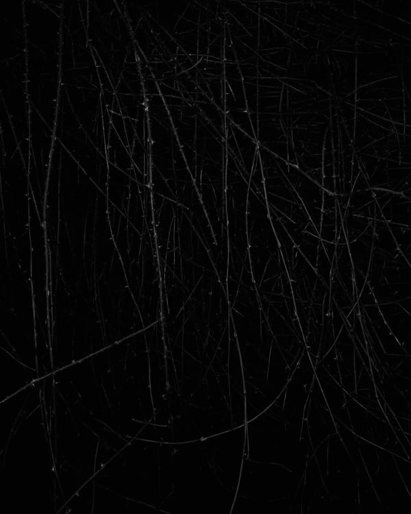 Sarah Jones Wild Rose (Blue Flower) (IV), 2013