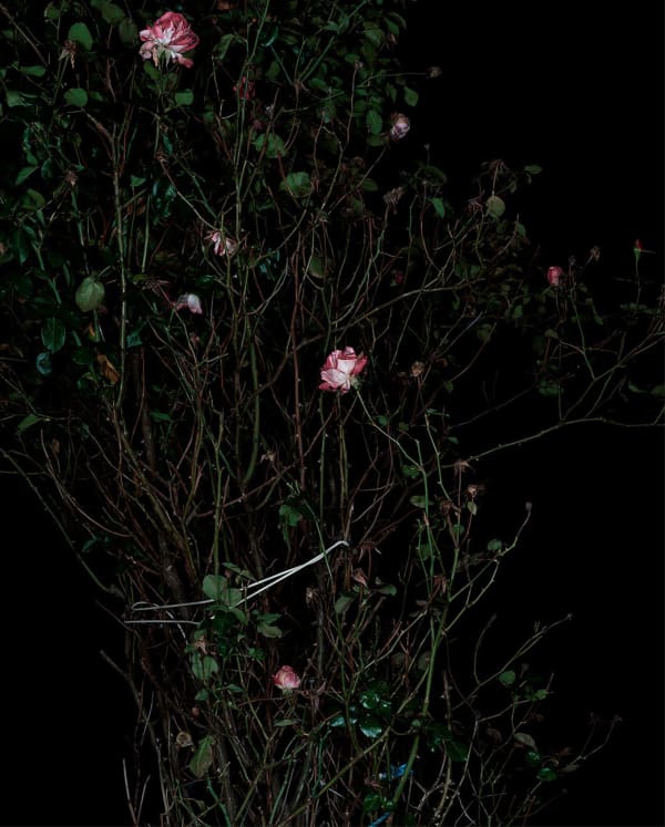 Sarah Jones The Rose Gardens (Display) (VII), 2014