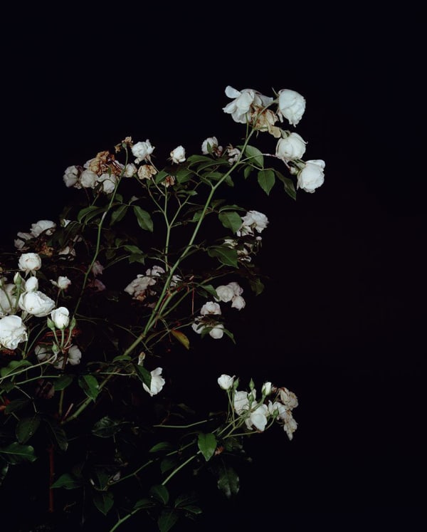 Sarah Jones, The Rose Gardens (Display: III / White) (V), 2008