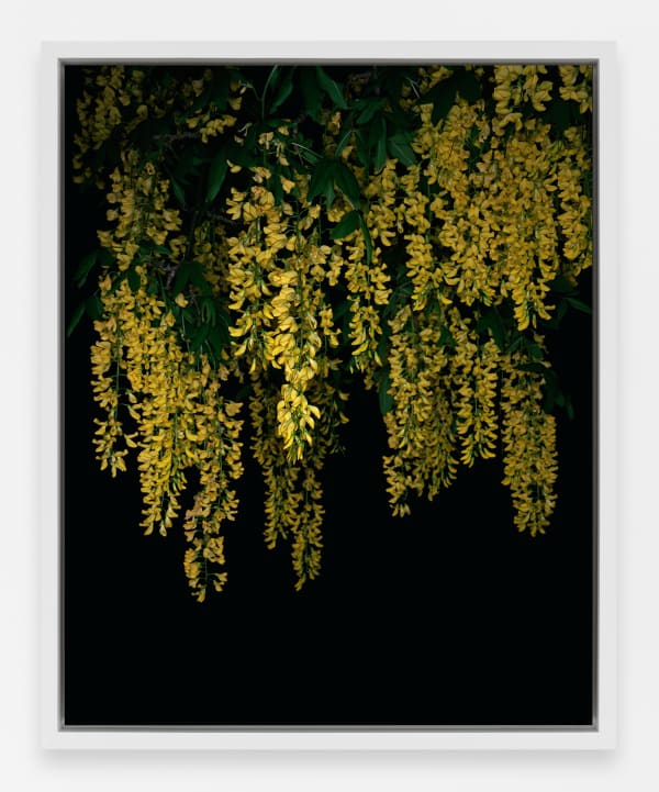 Sarah Jones Golden Rain (Laburnum) (I), 2023