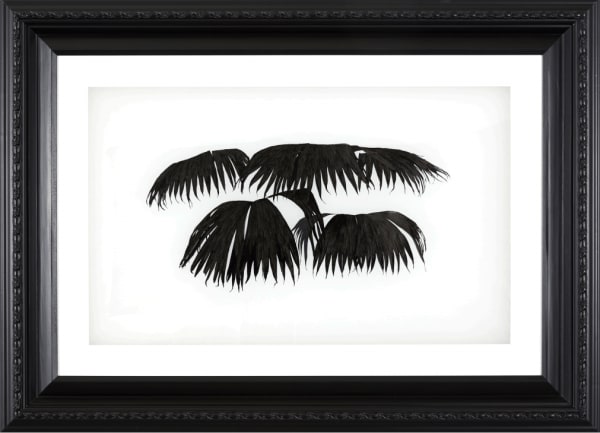 HU Yun, Palm 06 (Untitled) 棕榈 06（无题）, 2018