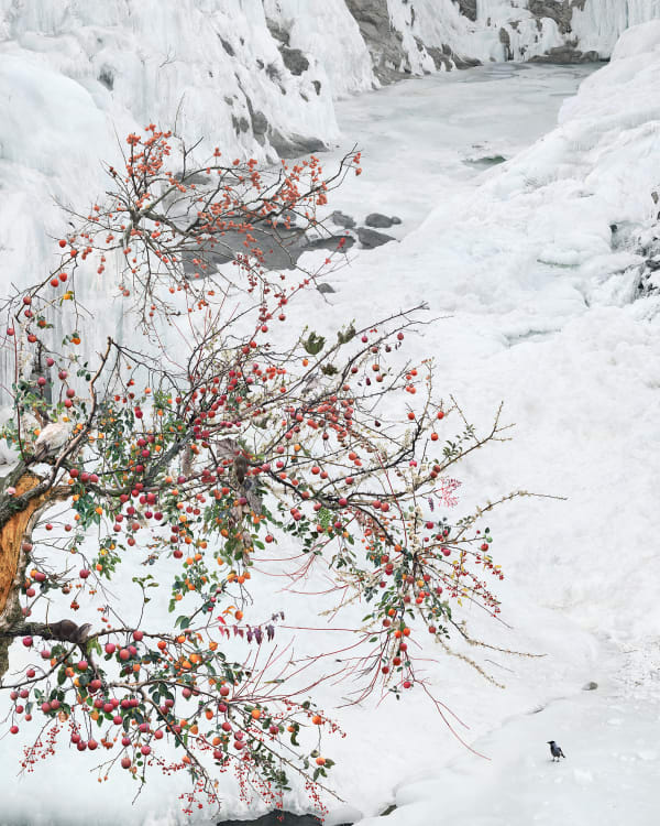 WON Seoung Won, The Experimental Trees of Pharmacists, 2017