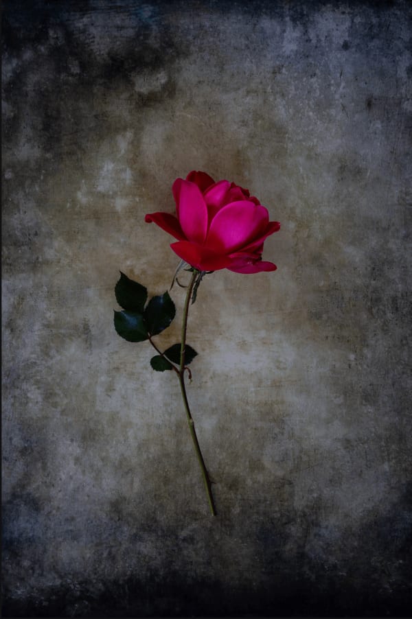 Rusty Yates, THE ROSE