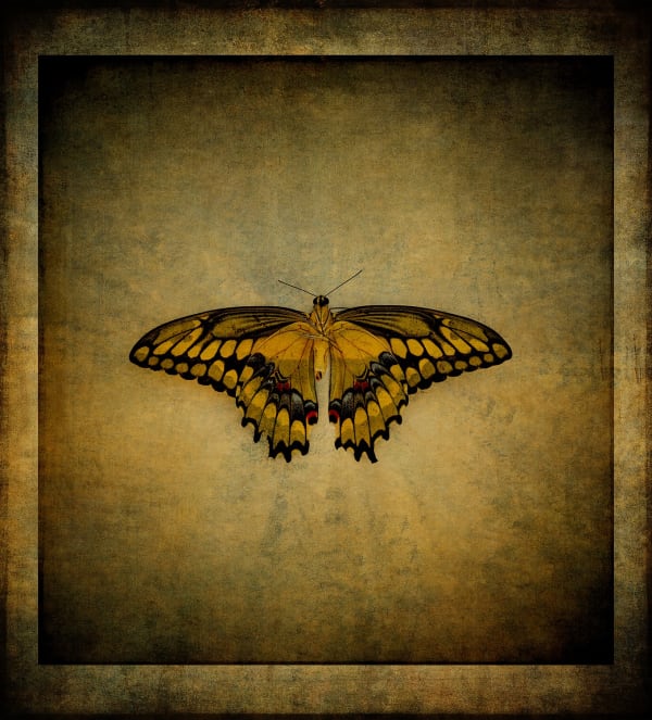 Rusty Yates, TIGER SWALLOWTAIL