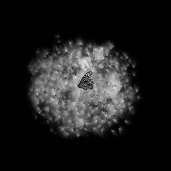 Rusty Yates, MONARCH HEAVEN