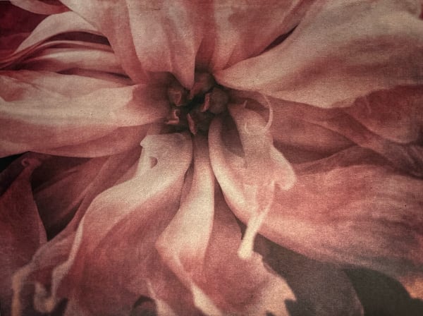 Wendi Schneider, Beloved, 2015