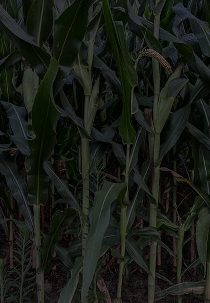 Jeanine Michna-Bales Approaching the Seminary, Near Spartanburg, Indiana, 2014 Digital Chromogenic Print 25 x 36 inches Edition of 8
