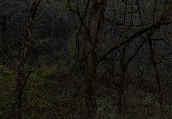 Jeanine Michna-Bales Twisted Thicket. Lawrence County, Tennessee, 2014 Archival Pigment Print 17 x 24 1/2 inches Edition of 9 (Edition record)