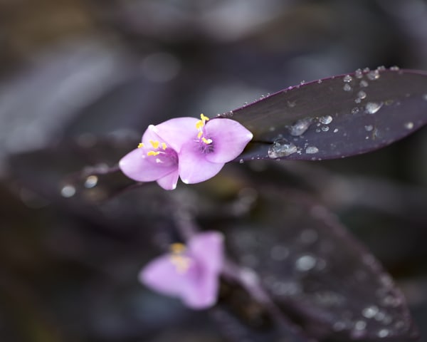 Seeing Purple Everywhere, Nevada