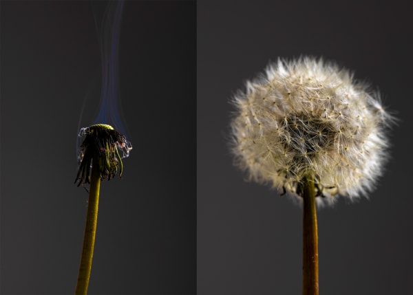 Dandelion 1 & 2