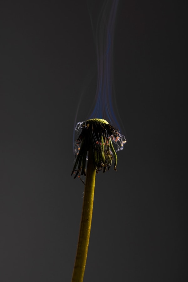 Dandelion 1