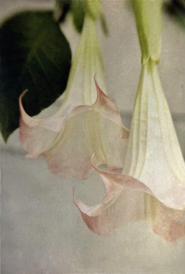 The Trumpets of Angels