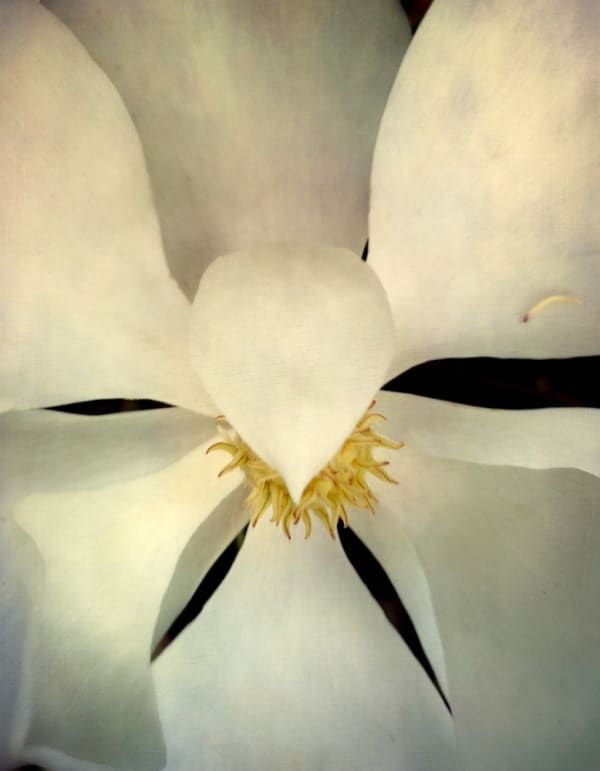 Texas Magnolia