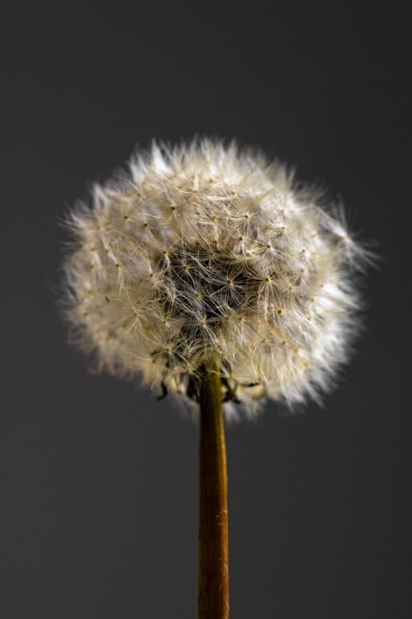 Dandelion 2