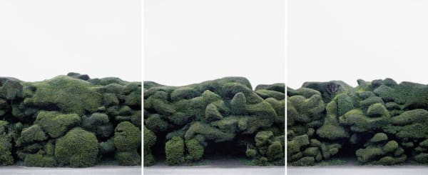 Dezső Tamás (1978), Sövény, 2017