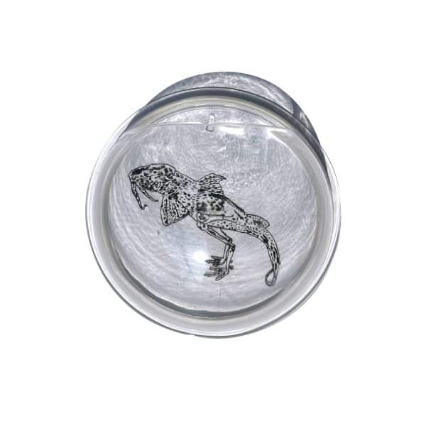 Flumutationes: Bagarius domesticus