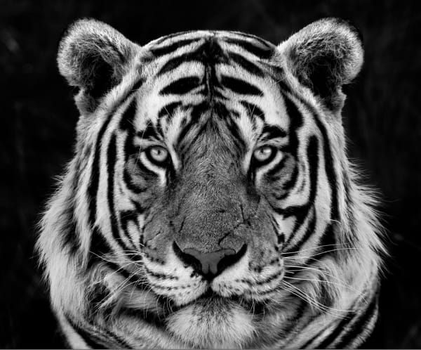 LARS BEUSKER, KHUMBA