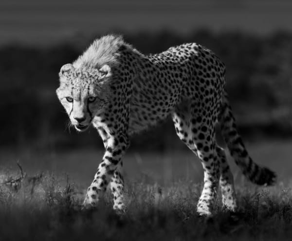 LARS BEUSKER, HUNTER