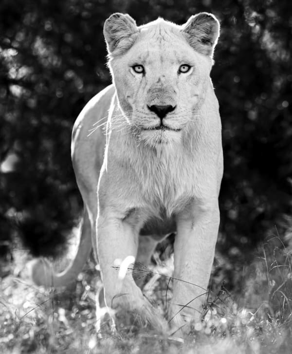 LARS BEUSKER, SNOW ?/10