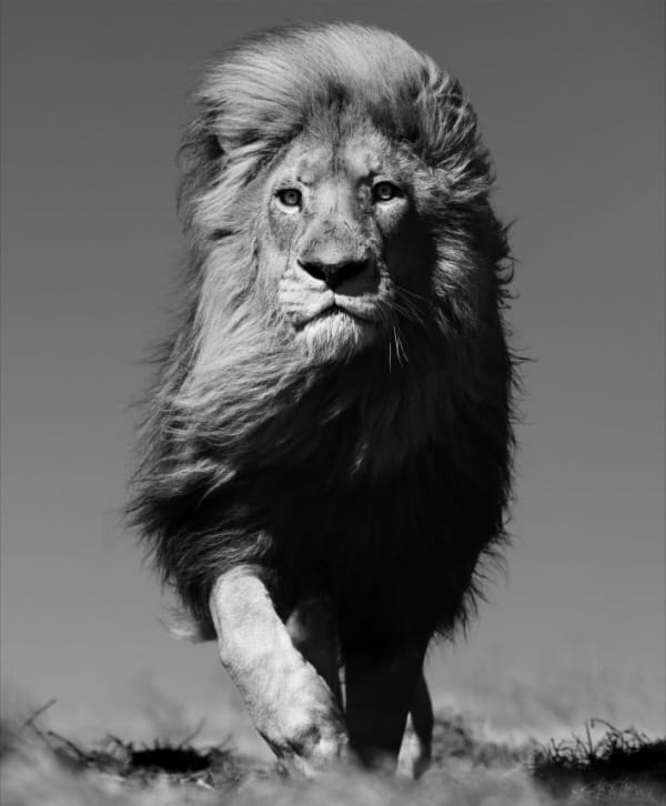 LARS BEUSKER, MUFASA