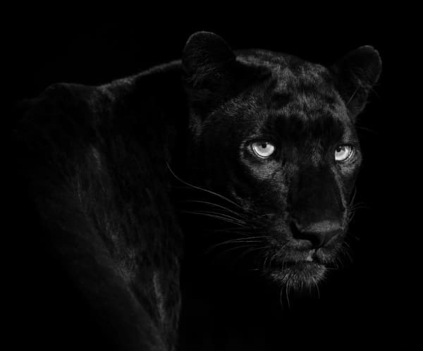 LARS BEUSKER, BAGHEERA