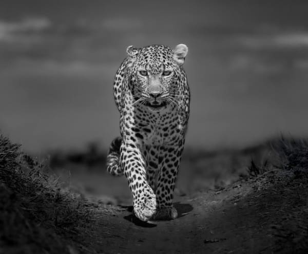 LARS BEUSKER, THE GUARDIAN