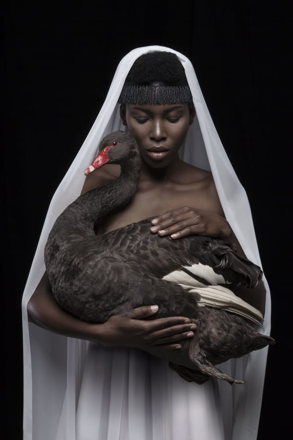 Justin Dingwall, THIS IS A BLACK SWAN, 2016