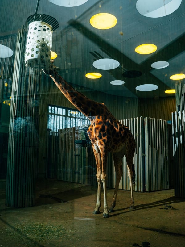 Nikita Teryoshin, Life Sentence 12, 2023