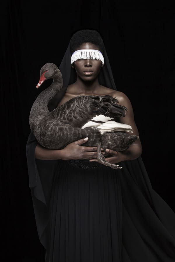 Justin Dingwall, THIS IS NOT A BLACK SWAN, 2016