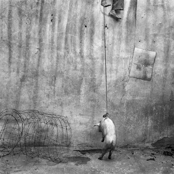 Roger Ballen, HANGING PIG, 2001