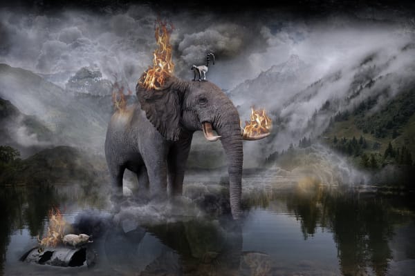 Marcin Owczarek, AMAZONIA ON FIRE, 2019