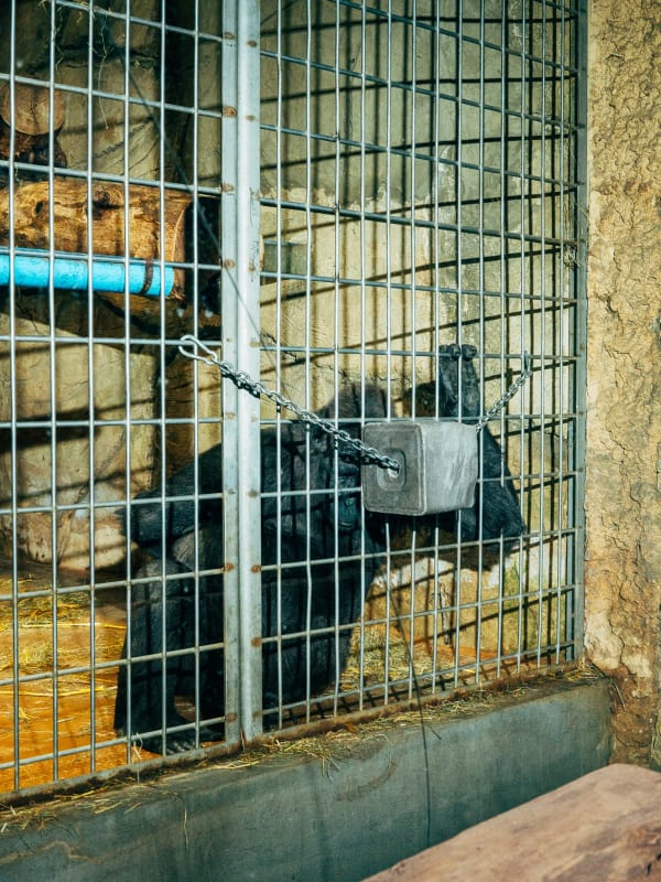 Nikita Teryoshin, Life Sentence 21, 2023