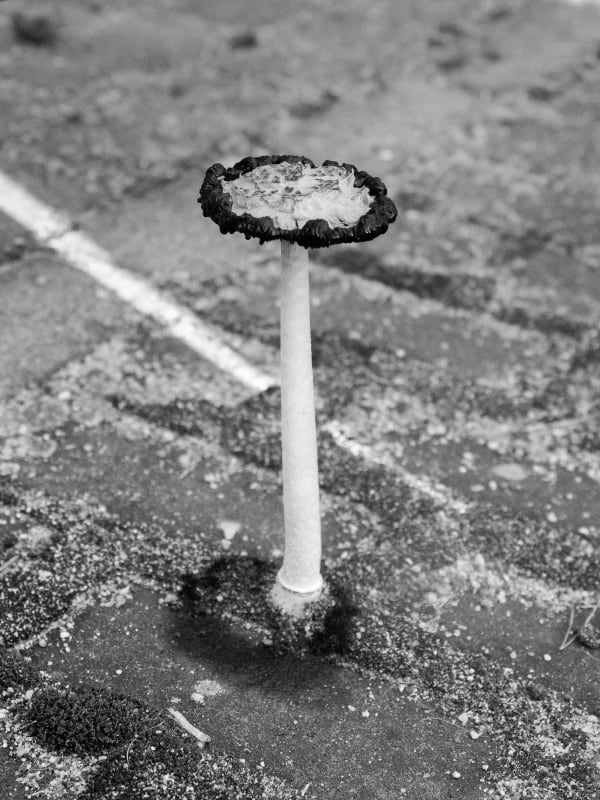 Tobias Kruse, #017, 2019