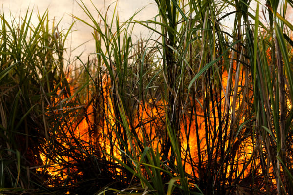 Alice Smeets The Sour Taste of Sugar 16, 2011 € 520,00