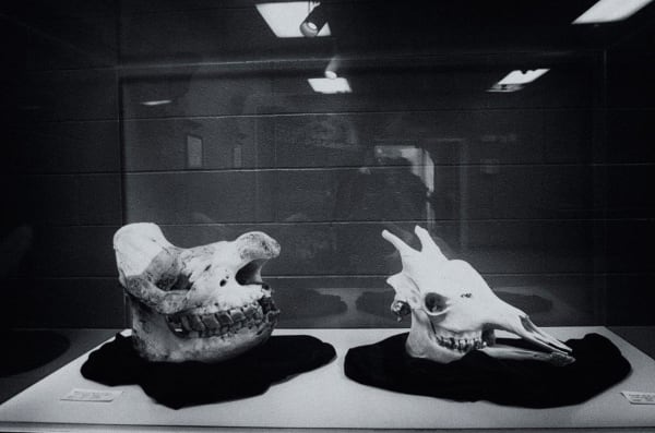 Antonio Margolles, From "Household objects" series, 2018