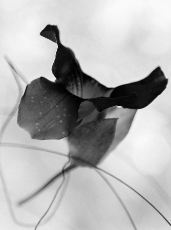 Suruchi Choksi, Unittled