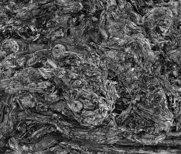 Antoine SCHNECK, Arborigène-wx6