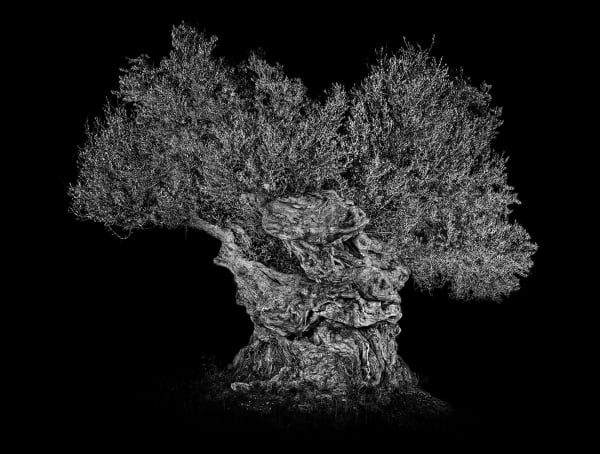 Antoine SCHNECK, Leornardo