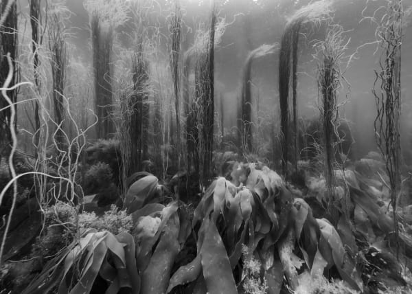 Nicolas FLOC'H, Paysages productifs, Initium Maris, Himanthales et laminaires, - 5 m, Île de Molène, 2019