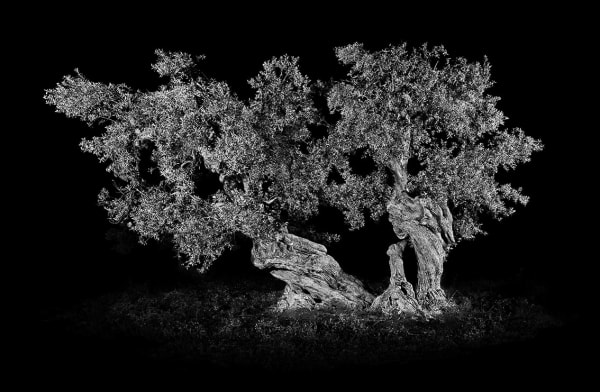 Antoine SCHNECK, Enzo