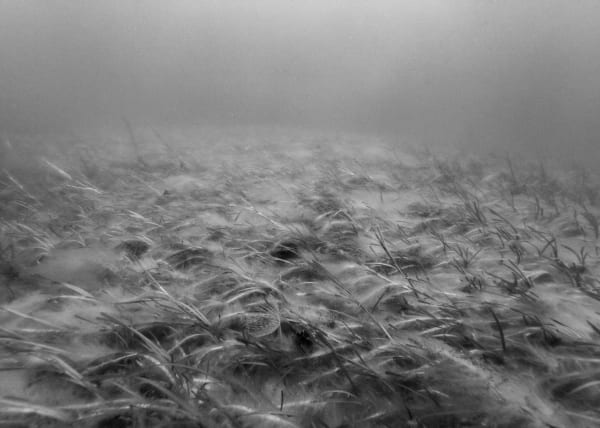 Nicolas FLOC'H, Paysages productifs, Initium Maris, Herbiers de zostera sp., épiphytes, spirographe, - 4 m, Bréhat, Roc’h ar musig, 2019