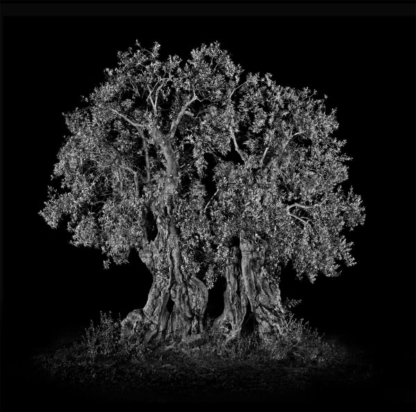 Antoine SCHNECK, Pepino