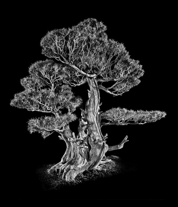 Antoine SCHNECK, Juniperus Rigida