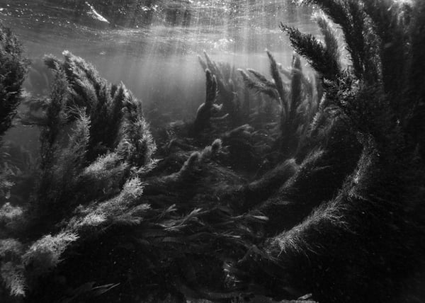 Nicolas FLOC'H, Paysages productifs, Initium Maris, Sargassum muticum (sargasses), - 3 m, Hœdic, 2019