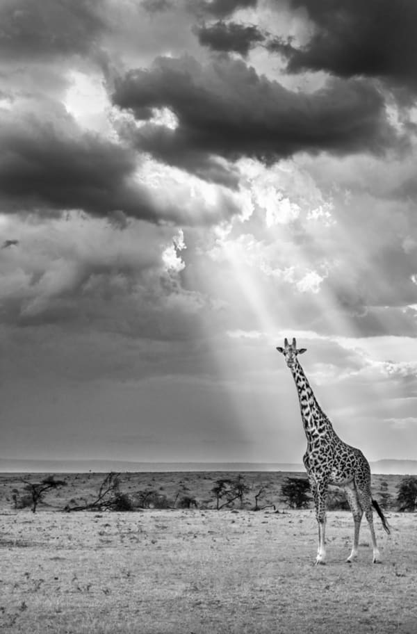Harry Skeggs Limelight ( Maasai Giraffe in Maasai Mara, Kenia ), 2019 (M) Photographie 76 x 50 cm
