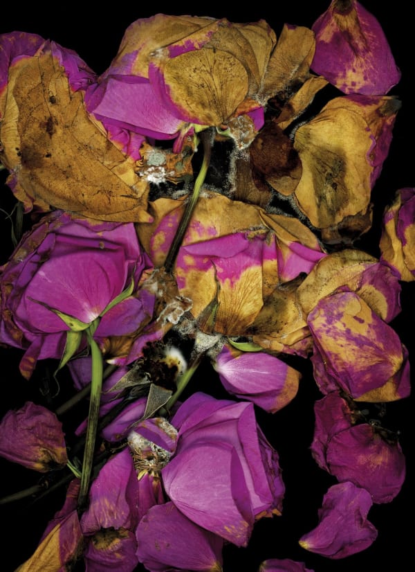 Rose petals